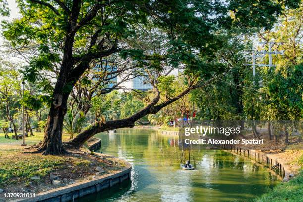 lumpini park on a sunny day, bangkok, thailand - lumpini park stockfoto's en -beelden