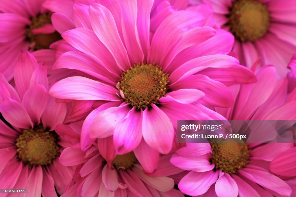 Pink Daisies,Close-up of pink flowers,Portland,Oregon,United States,USA