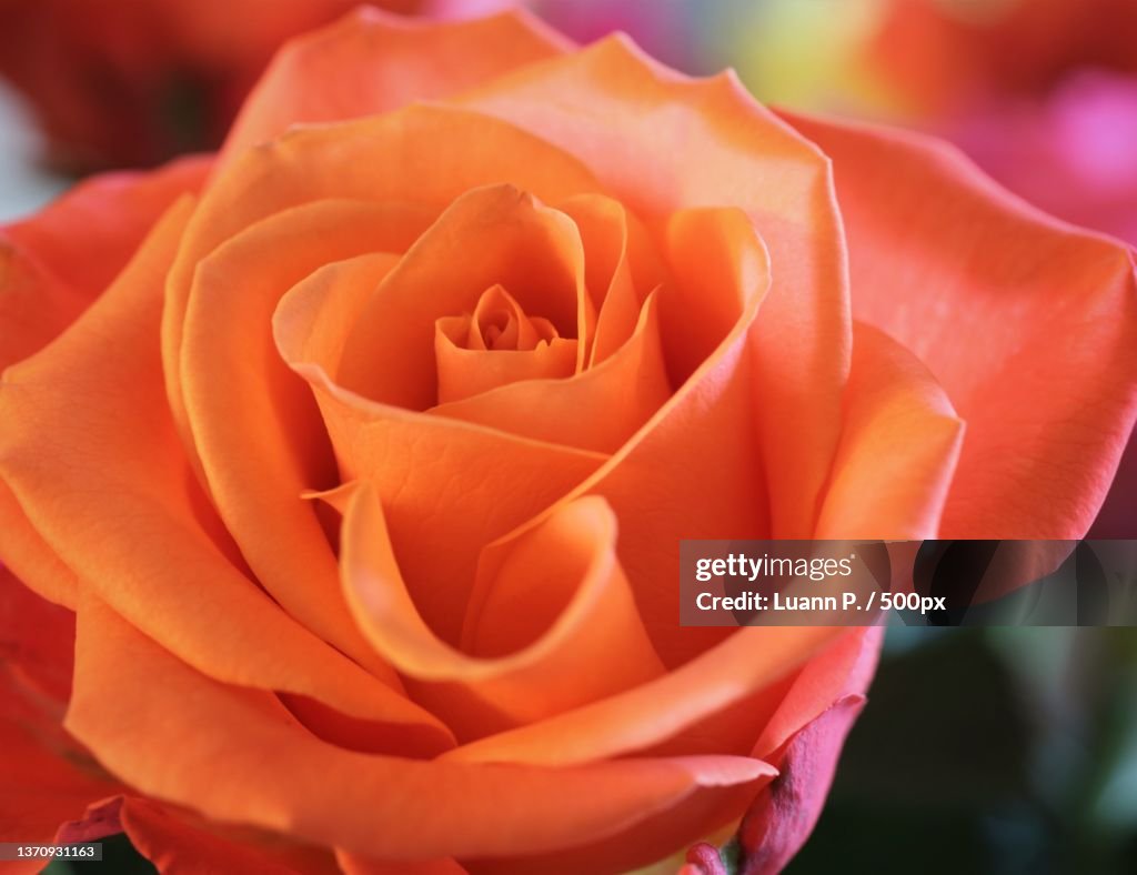 Orange rose,Close-up of rose,Portland,Oregon,United States,USA
