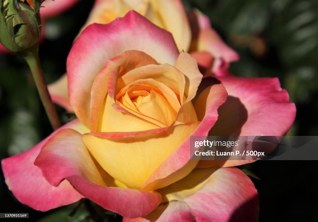 Yellow in the center,Close-up of pink rose,Portland,Oregon,United States,USA
