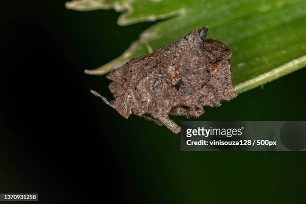 adult stink bug,close-up of insect on leaf - tenebrionid beetle stock pictures, royalty-free photos & images