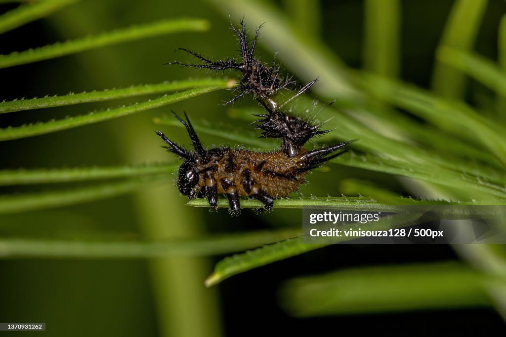 Tortoise Beetle Larva,Close-up of spider on web