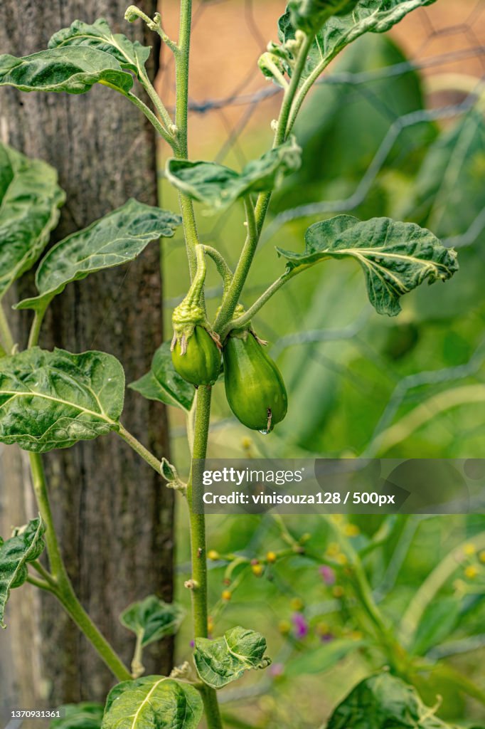 Scarlet Eggplant Plantcloseup Of Tomatoes Growing On Plant High-Res Stock  Photo - Getty Images