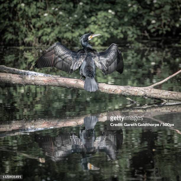 drying in the sun,close-up of cormorant perching on branch,meaux,france - phalacrocorax carbo stock pictures, royalty-free photos & images