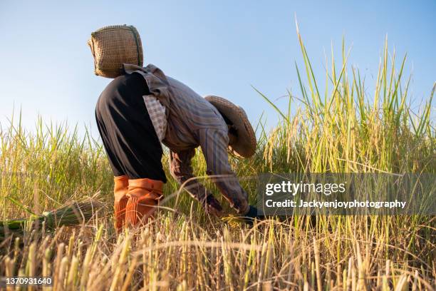 Asian Picking Rice Asian Rice Farmer Photos and Premium High Res Pictures - Getty Images