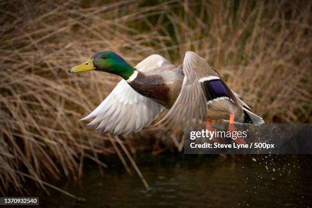 mallard drake,close-up of mallard wood duck swimming on lake,lymington,united kingdom,uk - mallard duck stock-fotos und bilder