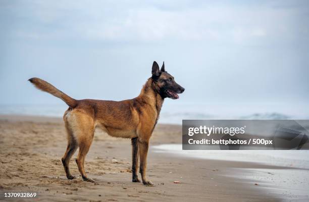 happy belgian malinois dog on the beach on a cloudy day - belgian malinois stock-fotos und bilder