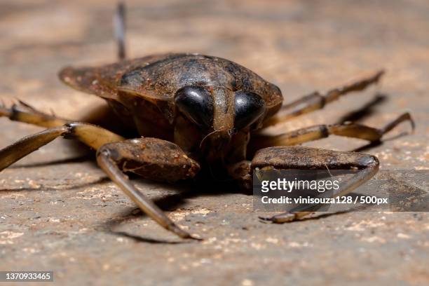 adult giant water bug,close-up of crab on road - belostomatidae 個照片及圖片檔