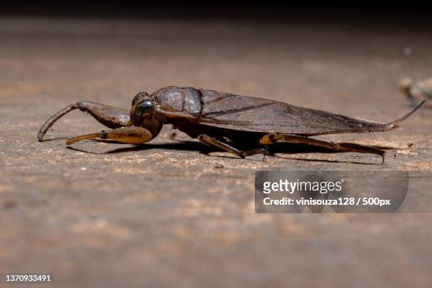 adult giant water bug,close-up of insect on wood - belostomatidae stock pictures, royalty-free photos & images