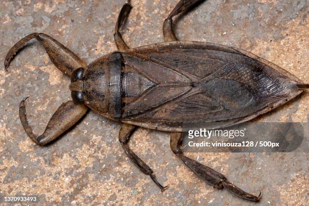 adult giant water bug,high angle view of insect on sand - belostomatidae stock pictures, royalty-free photos & images