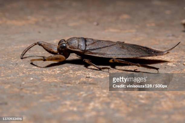 adult giant water bug,close-up of insect on ground - belostomatidae stock pictures, royalty-free photos & images