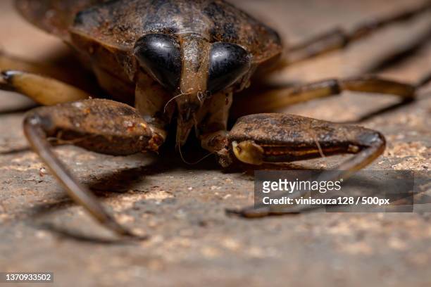 adult giant water bug,close-up of insect on wood - belostomatidae stock pictures, royalty-free photos & images