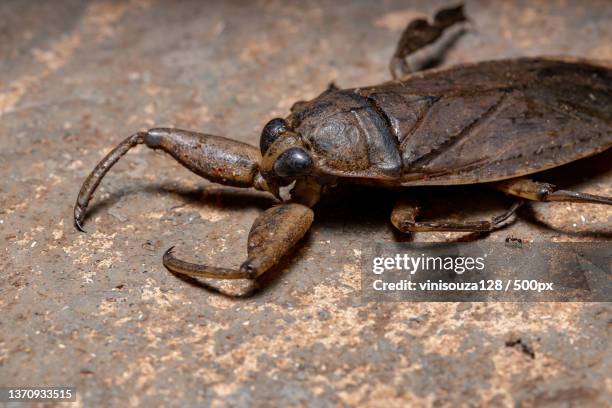 adult giant water bug,close-up of insect on ground - belostomatidae 個照片及圖片檔