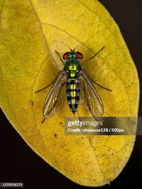 adult long-legged fly,close-up of insect on leaf over black background - dolichopodidae stock pictures, royalty-free photos & images