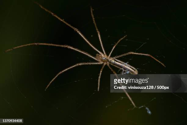 long-jawed orbweaver spider,close-up of spider on web - brown recluse spider stock-fotos und bilder