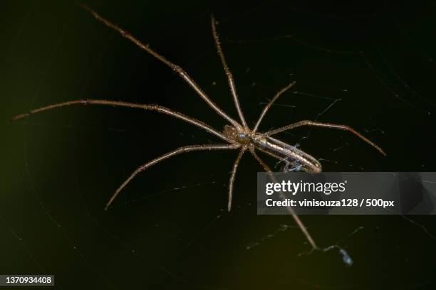 long-jawed orbweaver spider,close-up of spider on web - brown recluse spider stockfoto's en -beelden