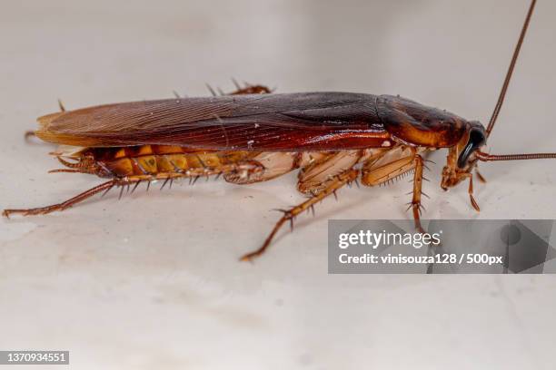 adult american cockroach,close-up of insect on leaf - american cockroach stock pictures, royalty-free photos & images