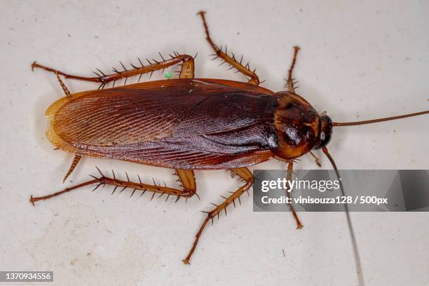 adult american cockroach,high angle view of beetle on wall - blatta americana stock pictures, royalty-free photos & images