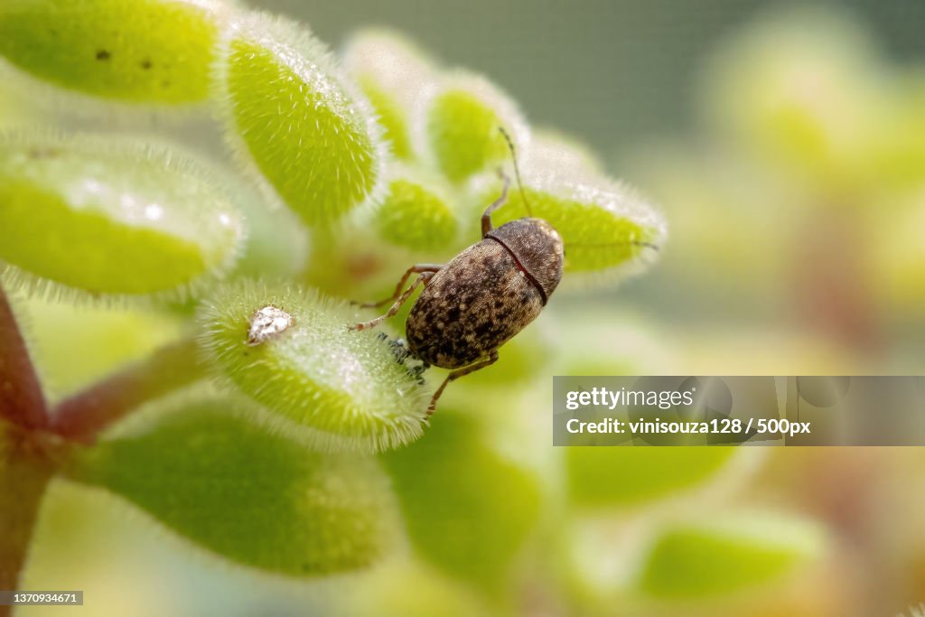 Coffee Bean Weevil,Close-up of insect on plant
