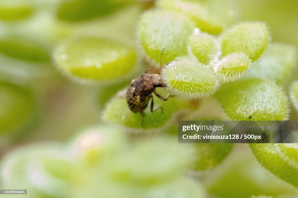 Coffee Bean Weevil,Close-up of insect on plant