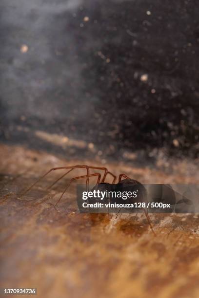 brown spitting spider,close-up of insect on field - brown recluse spider stockfoto's en -beelden