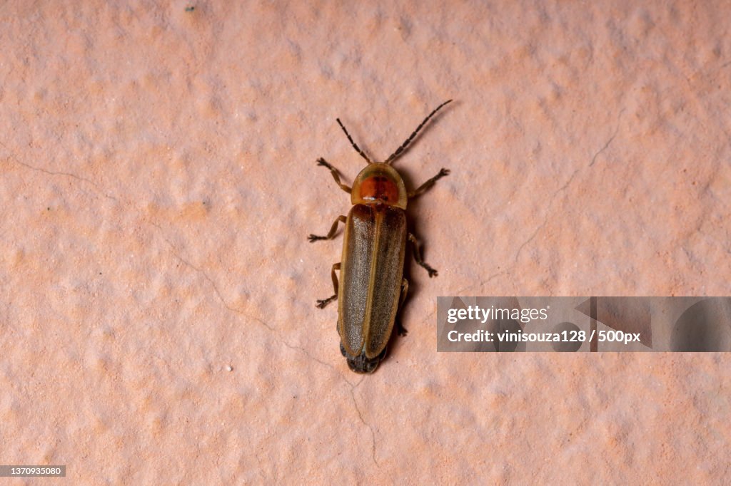 Adult Firefly Beetle,High angle view of insect on sand