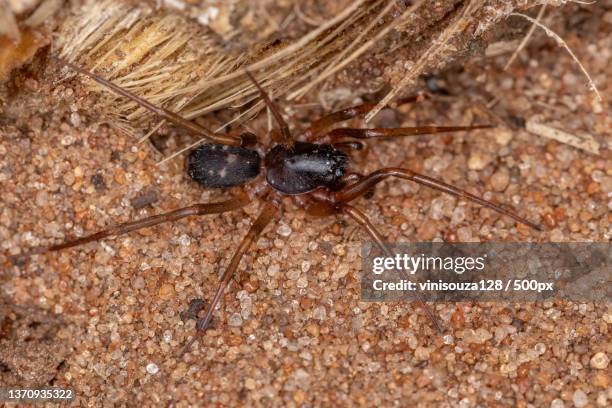 ant mimic sac spider,close-up of ant on ground - brown recluse spider stockfoto's en -beelden