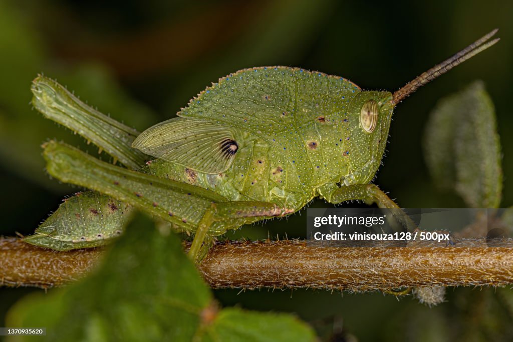 Lubber Grasshopper Nymph,Close-up of insect on plant