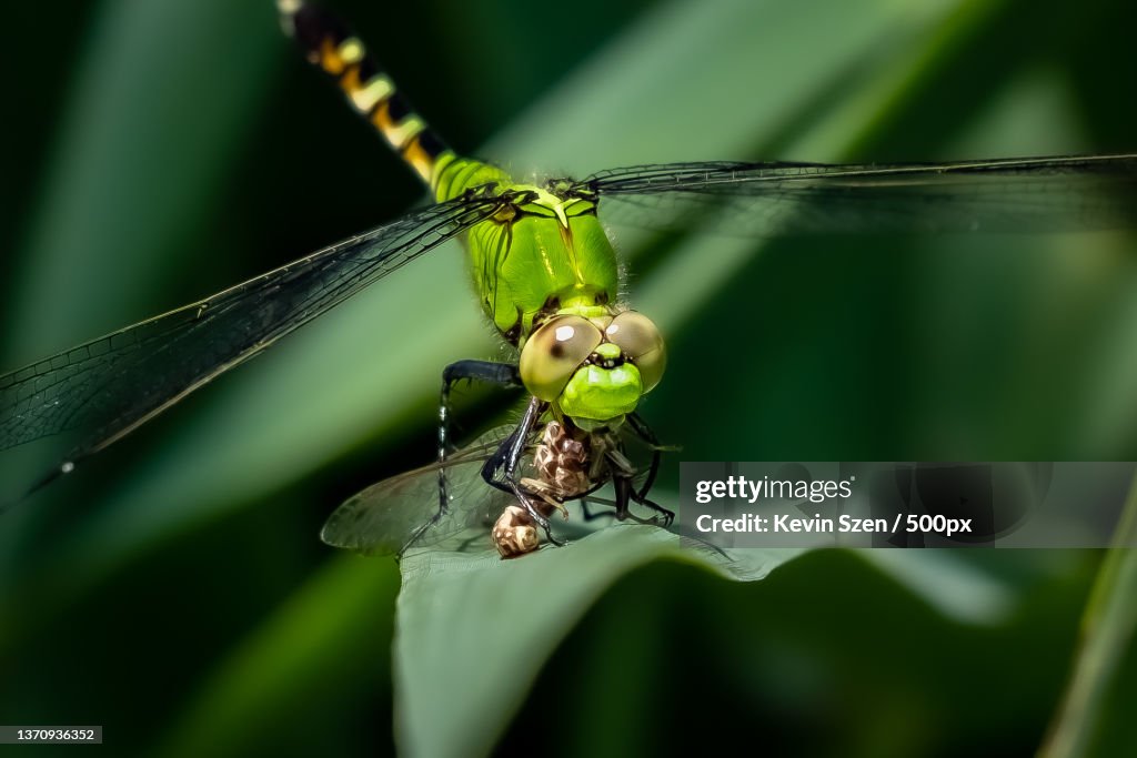 Eastern Pondhawk Dragonfly Erythemis simplicicollis Lunch,Close-up of dragonfly on plant,Cazenovia Park,United States,USA