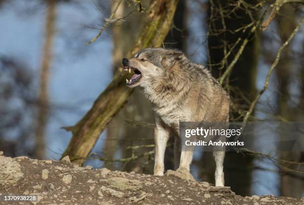 snarling canadian timberwolf - rosnar imagens e fotografias de stock