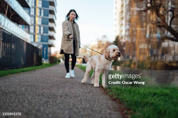 young woman walking dog on leash in residential area - dog walker stock pictures, royalty-free photos & images