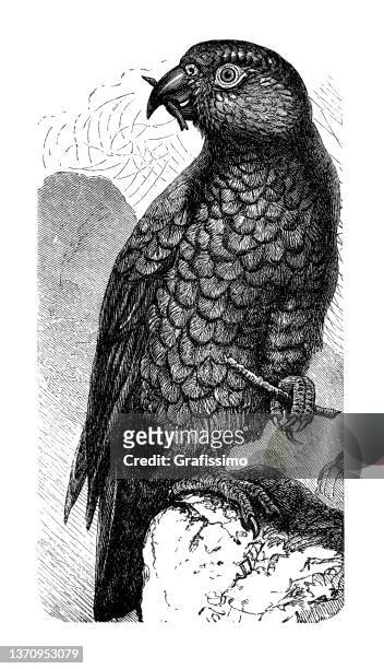 kea or nestor notabilis parrot drawing 1898 - kea stock illustrations
