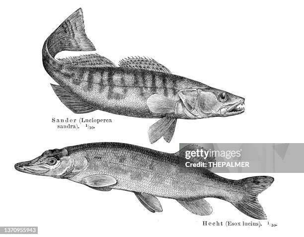 illustrazioni stock, clip art, cartoni animati e icone di tendenza di incisione del pesce luccio 1897 - perch