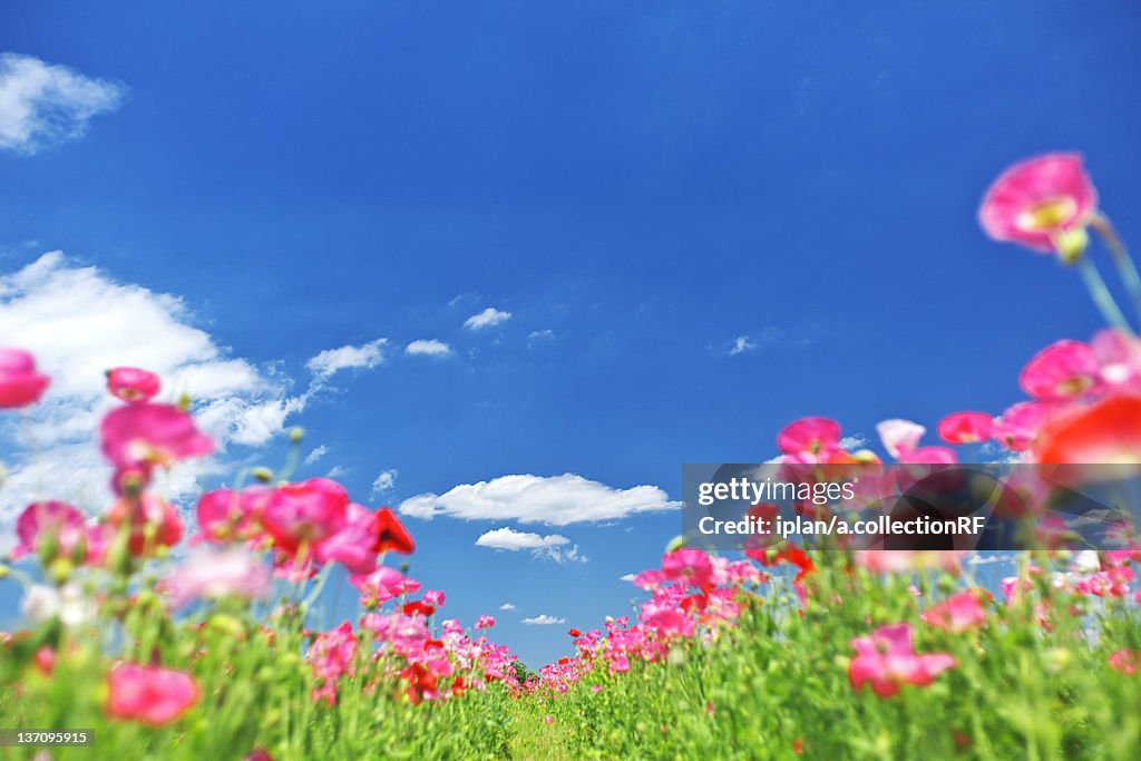 Pink Poppies and Blue Sky