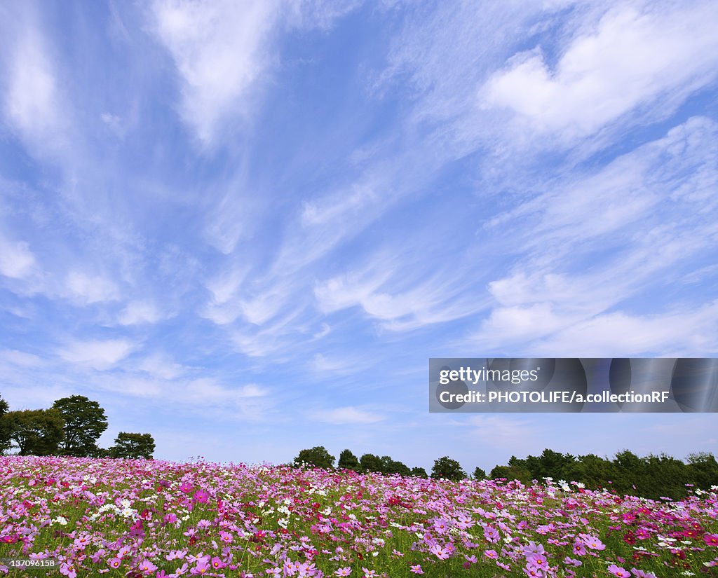 Sky and Cosmos Flowers