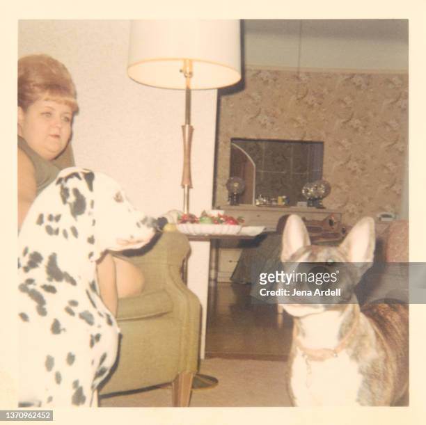 funny vintage photograph 1960s woman with dogs, beehive hair, old photo - bouffant hairdo 1960s stock pictures, royalty-free photos & images