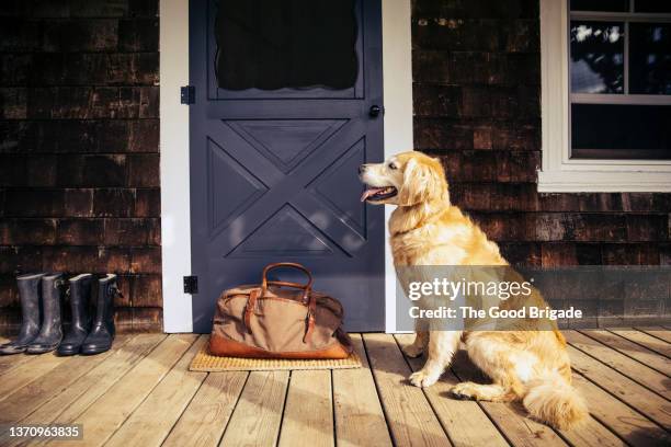 golden retriever sitting on front porch - welcome mat stock-fotos und bilder