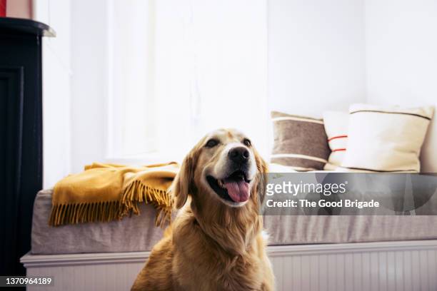 dog sitting in front of bed at home - hond stockfoto's en -beelden