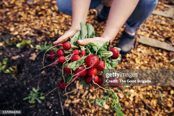 close up of woman holding fresh picked radishes in garden - radijs stockfoto's en -beelden