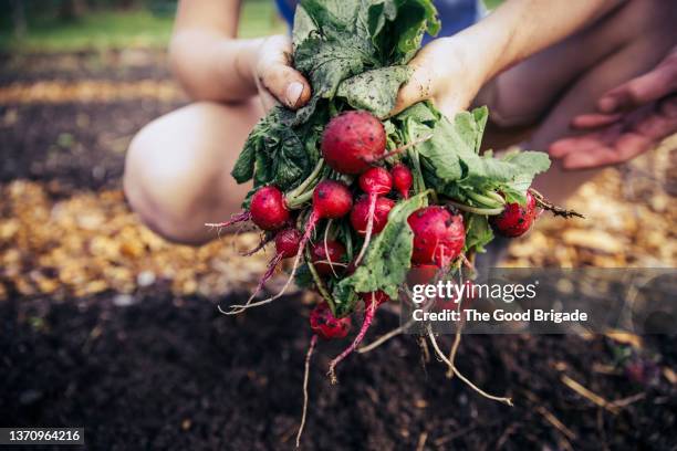 close up of boy holding  freshly picked radishes in garden - farm to table stock pictures, royalty-free photos & images