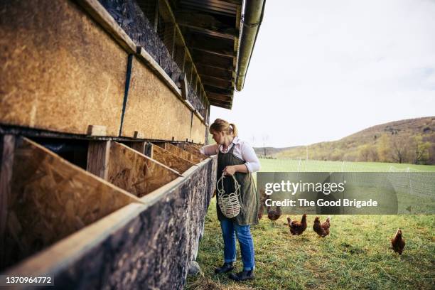 woman collecting eggs at chicken coop - free range chicken stock-fotos und bilder