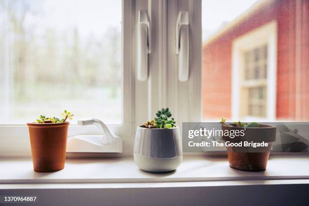 close up of succulent plants on window sill in kitchen - peitoril de janela imagens e fotografias de stock