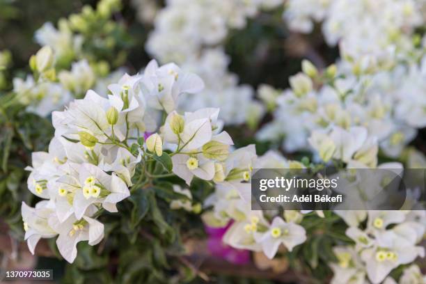 white bougainvillea  (santorini, greece) - bougainvillea stock pictures, royalty-free photos & images