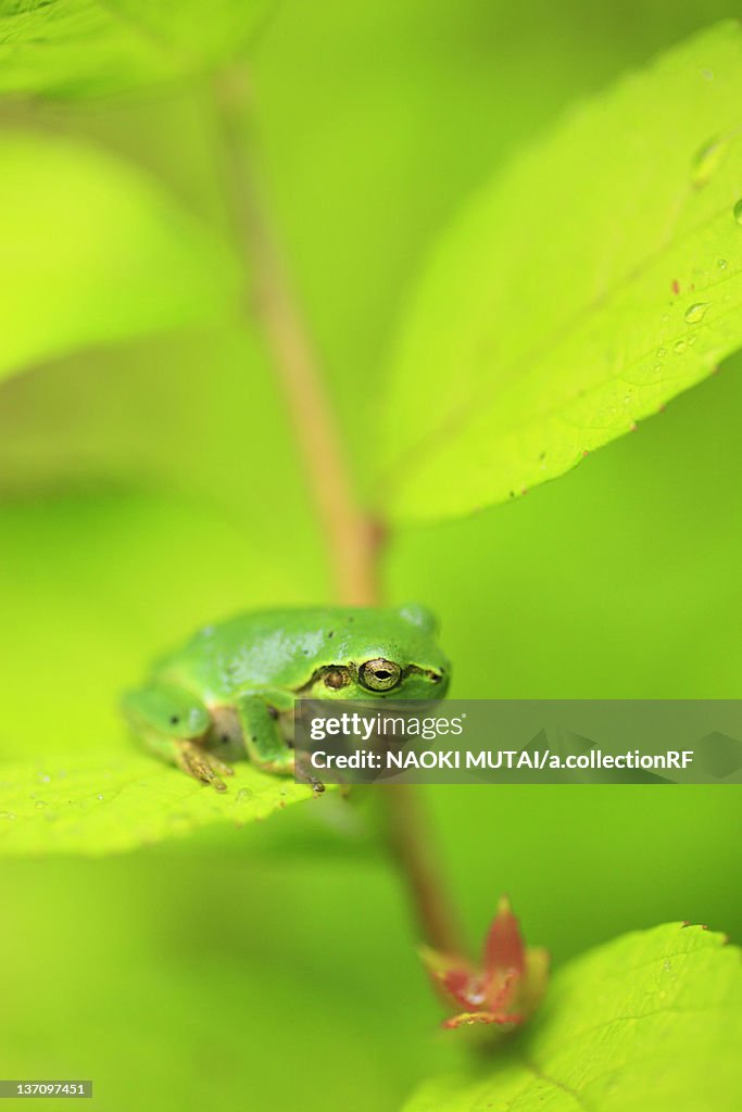 Tree frog, Japan