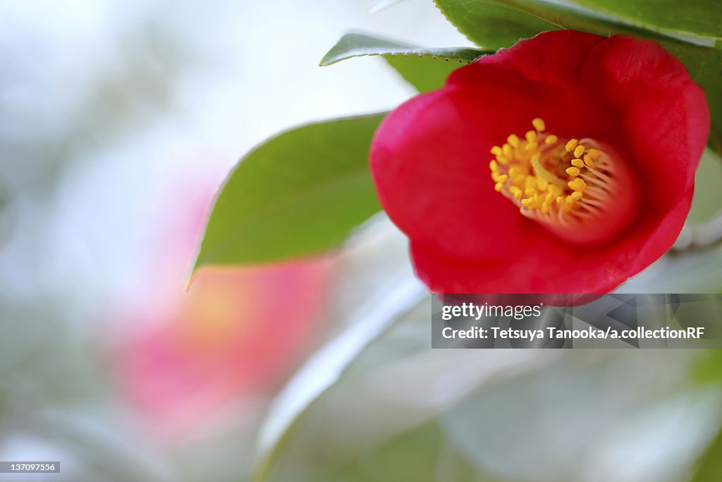 Camellia, Tokyo Prefecture, Japan