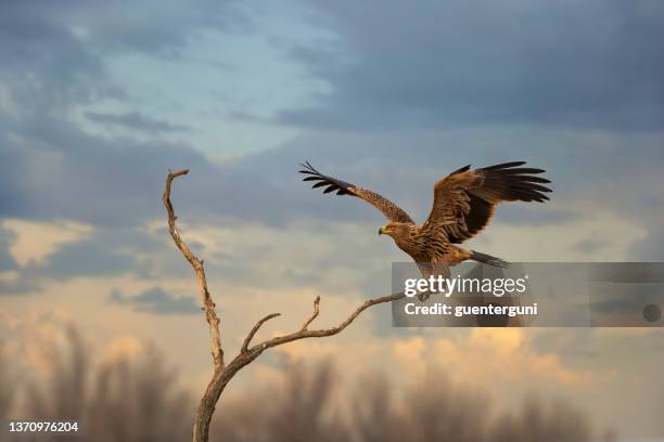 imperial eagle (aquila heliaca) in the winter hortobágy puszta - aquila heliaca stock pictures, royalty-free photos & images
