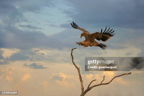 imperial eagle (aquila heliaca) in the winter hortobágy puszta - grass land stock pictures, royalty-free photos & images