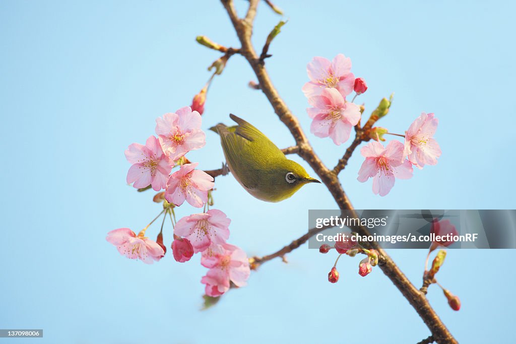 Plum blossoms and Japanese White-eye, Shizuoka Prefecture, Japan