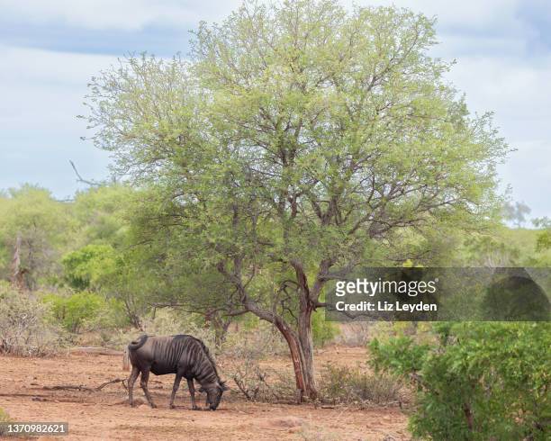 wildebeest, kruger np, south africa - veld stock pictures, royalty-free photos & images