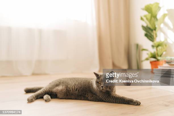 a beautiful domestic cat is resting in a light blue room, a gray shorthair cat with yellow eyes looking at the camera - cat white background photos et images de collection